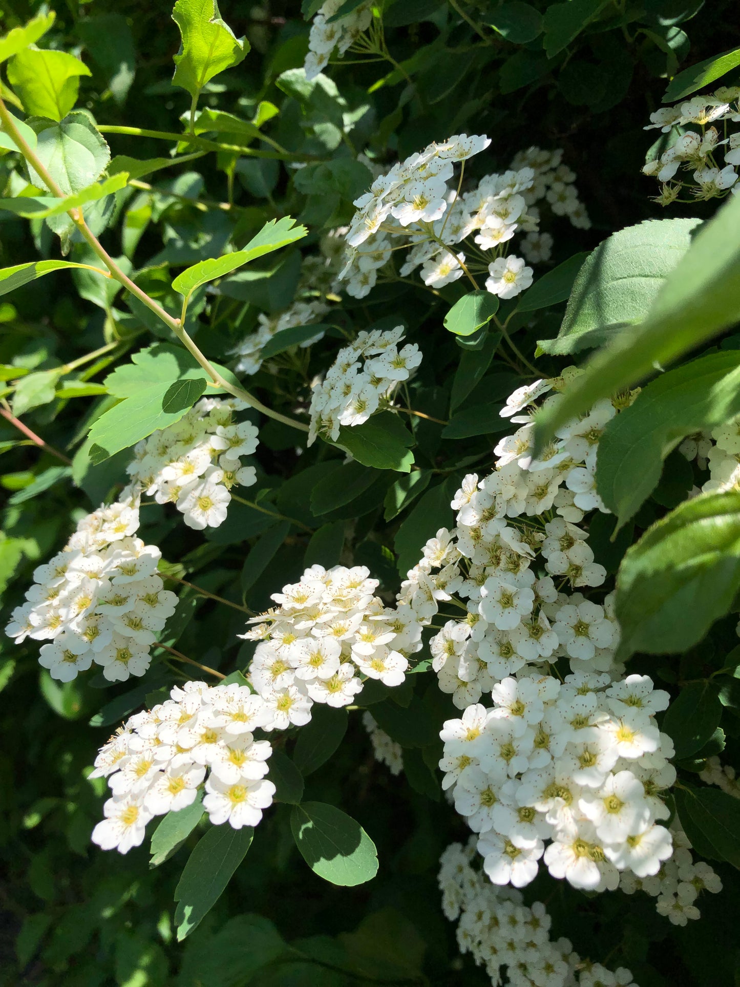 BRIDE LACE SCRUNCHIES