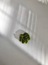 Load image into Gallery viewer, VELVET SCRUNCHIES - garden mixed